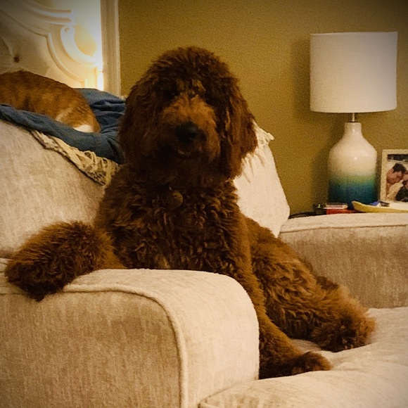 Meet your Posher, Alex - Picture 2 of 2